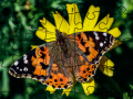 Igra Jigsaw Puzzle: Spring