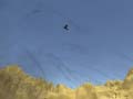 Igra Toucan Shooter
