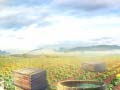 Igra Farm Treasure