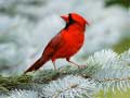 Igra Birds Puzzle