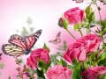 Igra Butterflies Puzzle