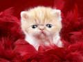 Igra Funny Kitty