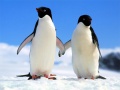 Igra Penguin Puzzle