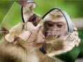 Igra Chimpanzee Jigsaw
