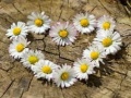 Igra Daisy Heart Jigsaw