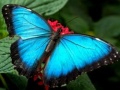 Igra Nature Jigsaw Puzzle Butterfly