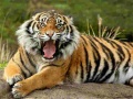Igra Animals Jigsaw Puzzle Tiger