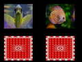 Igra fish memory