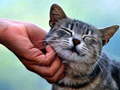 Igra Tickling Cat