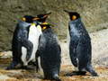 Igra King Penguin Jigsaw