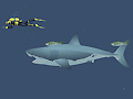 Igra Mad Shark